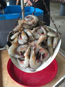 Shrimp Market
