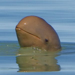 snubfin dolphin 
