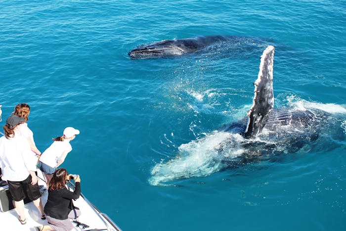 Broome Whale Watching | Sightseeing tours in Western Australia
