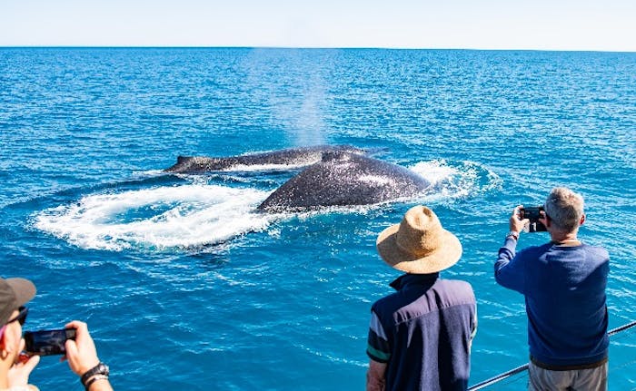 Terms and Conditions | Broome Whale Watching