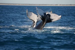 Whale Watching & Sunset Cruise | Broome Whale Watching