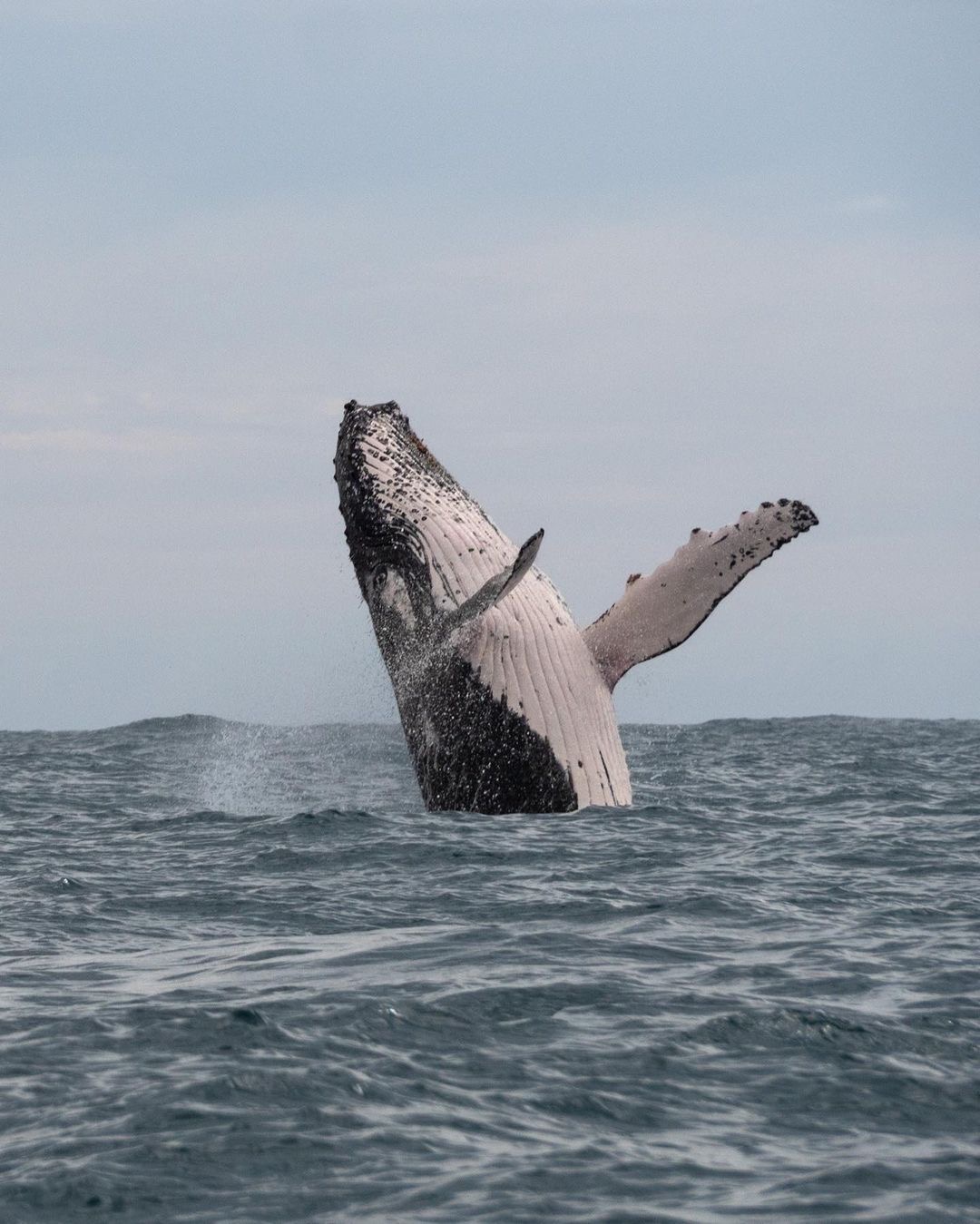 Humpback Whale Behaviour | Noosa Ocean Rider