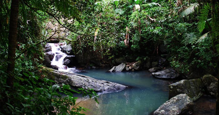 El Yunque National Forest & Bioluminescent Bay | Jerrys Adventures