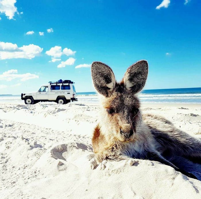 eastern-grey-kangaroo-on-the-beach.jpg?auto=compress%2Cformat&w=700&h=700&fit=max