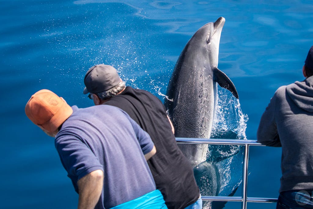 Bottlenose dolphin jumps in front of passengers during Dana Point whale watching trip with Captain Dave's