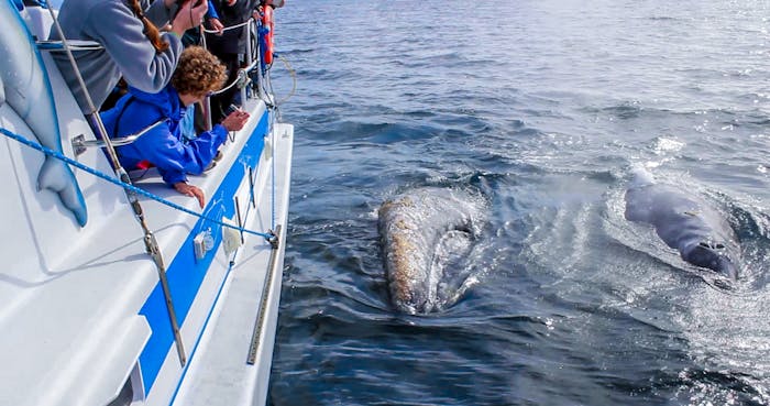 Whale Watching in December | Captain Dave’s Whale Safaris