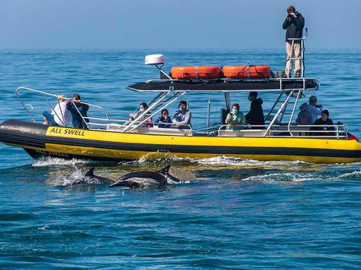 Dolphins swim next to zodiac boat called AllsWell