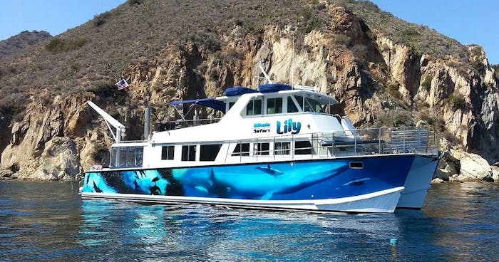 Catalina Island Safari Aboard Lily | Captain Dave's Dolphin & Whale