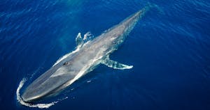Blue whale, from drone