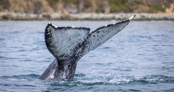 Dana Point Festival of Whales | 5 Star Whale Watching Tours