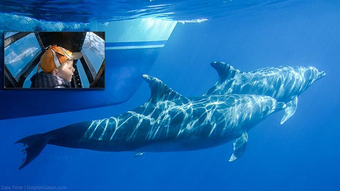 Captain Dave's Dolphin Safari