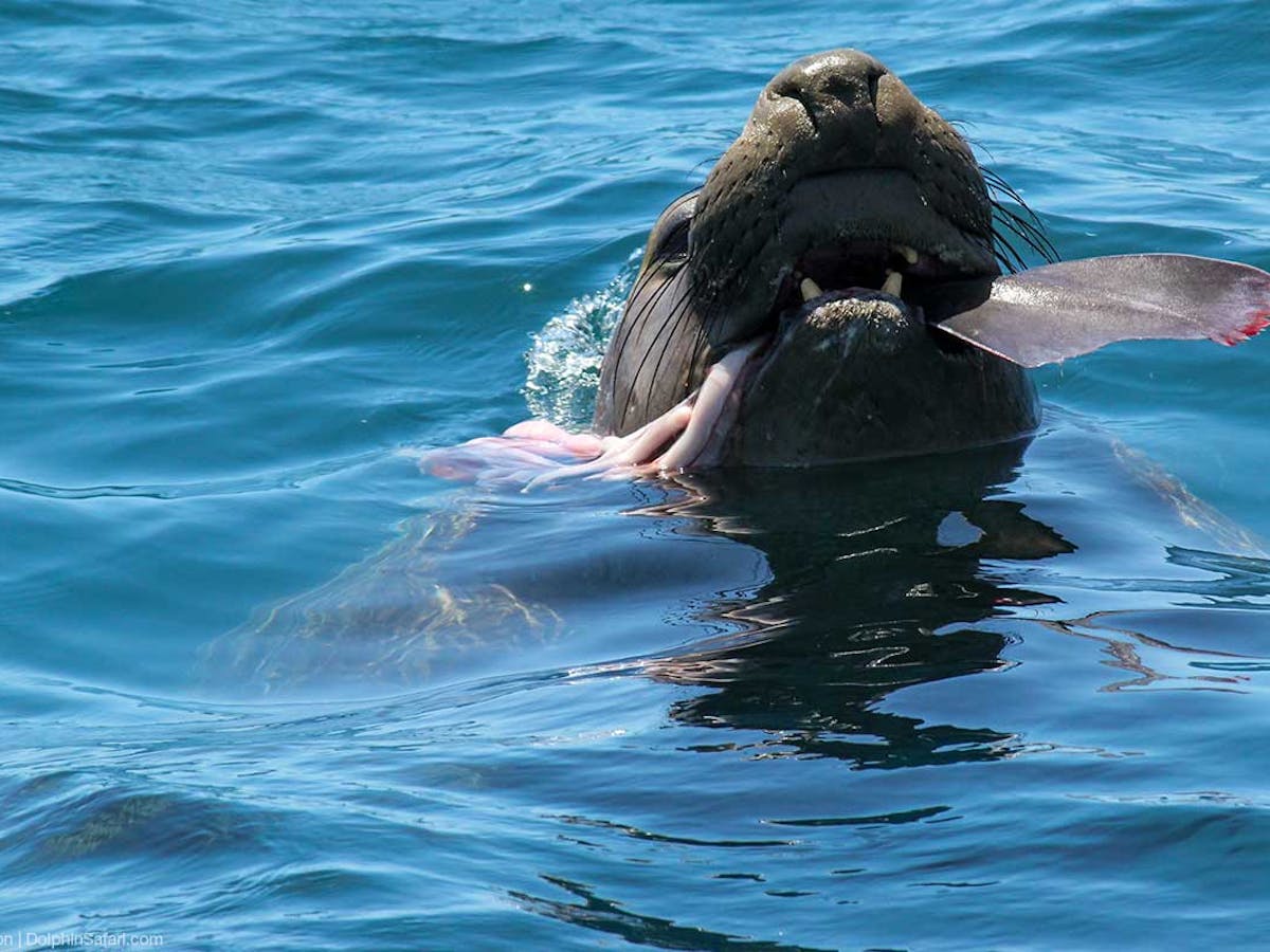 Elephant Seal eating a shark