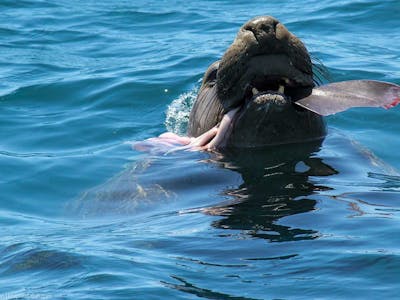 Elephant Seal eating a shark