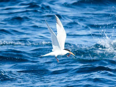 Arctic Tern flying