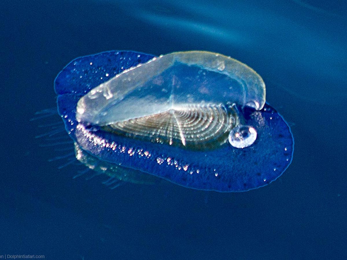 A Jelly Fish Floats on the Ocean's Surface
