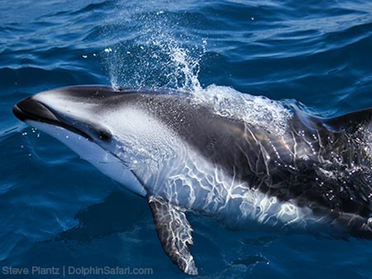 A Gray Dolphin Surfaces