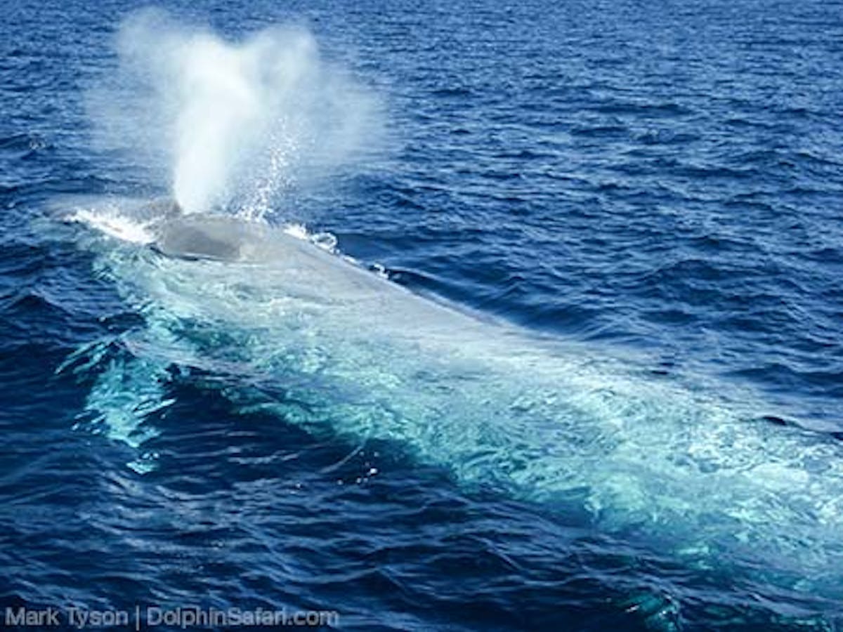 Blue Whale exhaling at the surface.