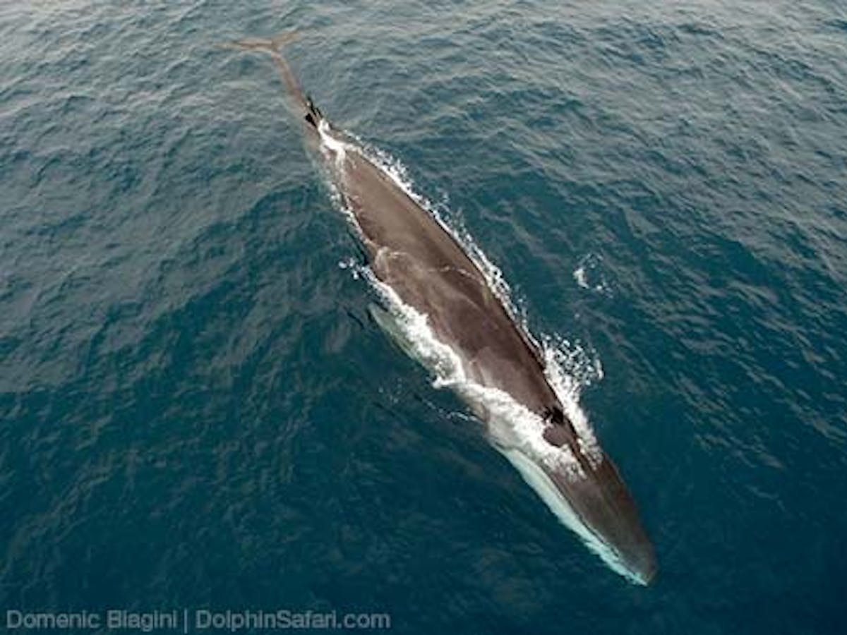 A Fin Whale Surfaces Against the Water