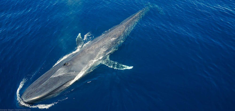 How Big is a Blue Whale? | Capt. Dave&#39;s Whale Watching Safari