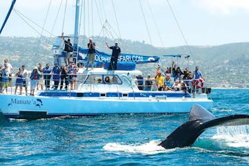 Whale watching catamaran sailboat Manute'a with humpback whale fluke