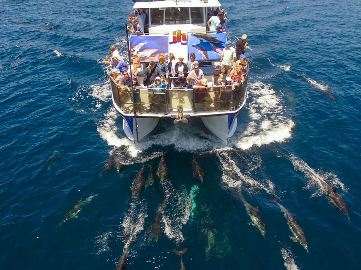 whale watching tours catalina island