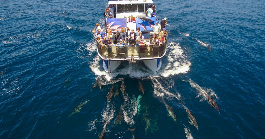 Drone View of Whale Watching Boat Lily with Bow Riding Dolphins