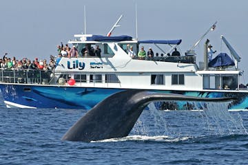 Whale tail out of the water