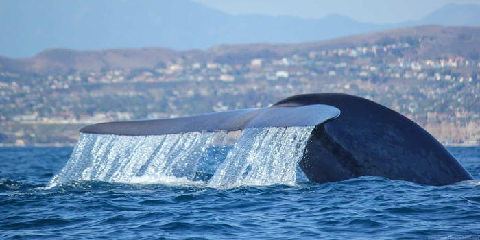 Big blue whale read and wonder