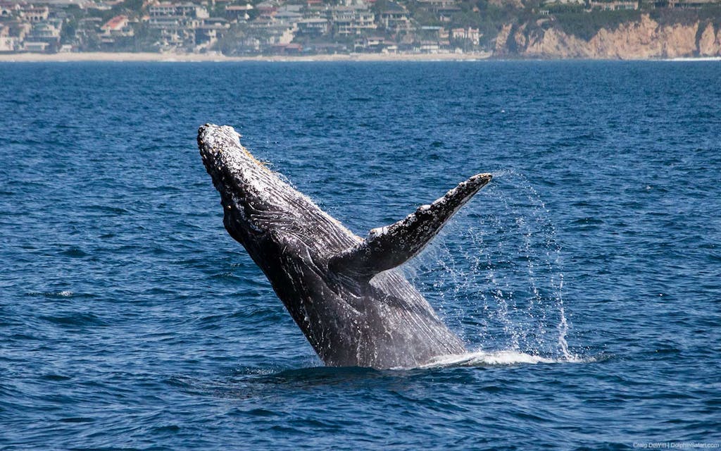 Humpback whale breaching seen during Captain Dave's Dolphin and Whale Watching Safari in Dana Point, California