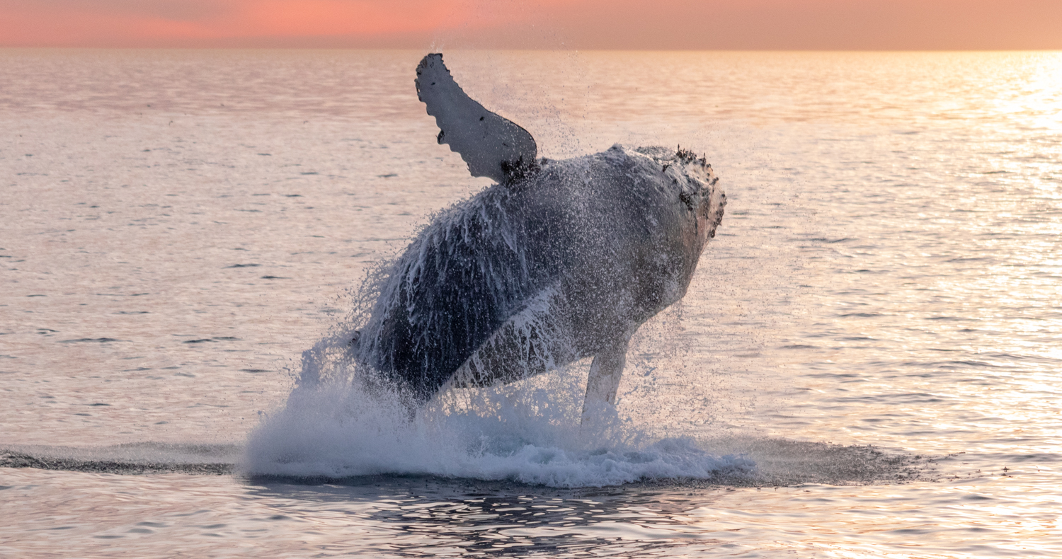 Breaching humpback whale at sunset