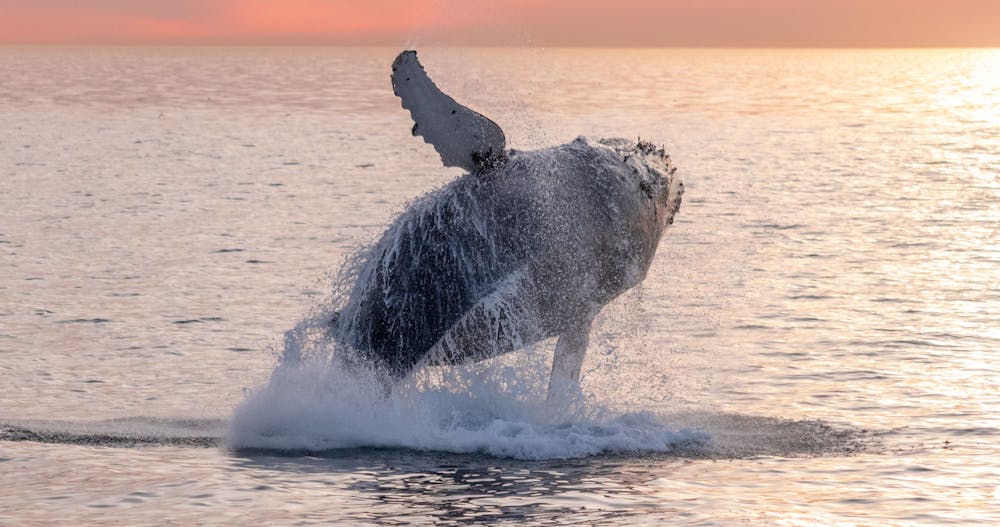 Breaching humpback whale at sunset