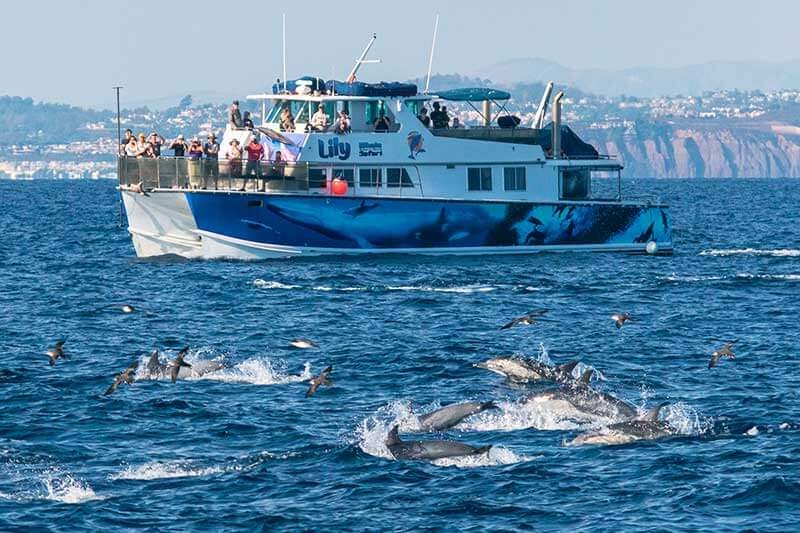 Upscale whale watching catamaran Lily surrounded by dolphins in front of Dana Point