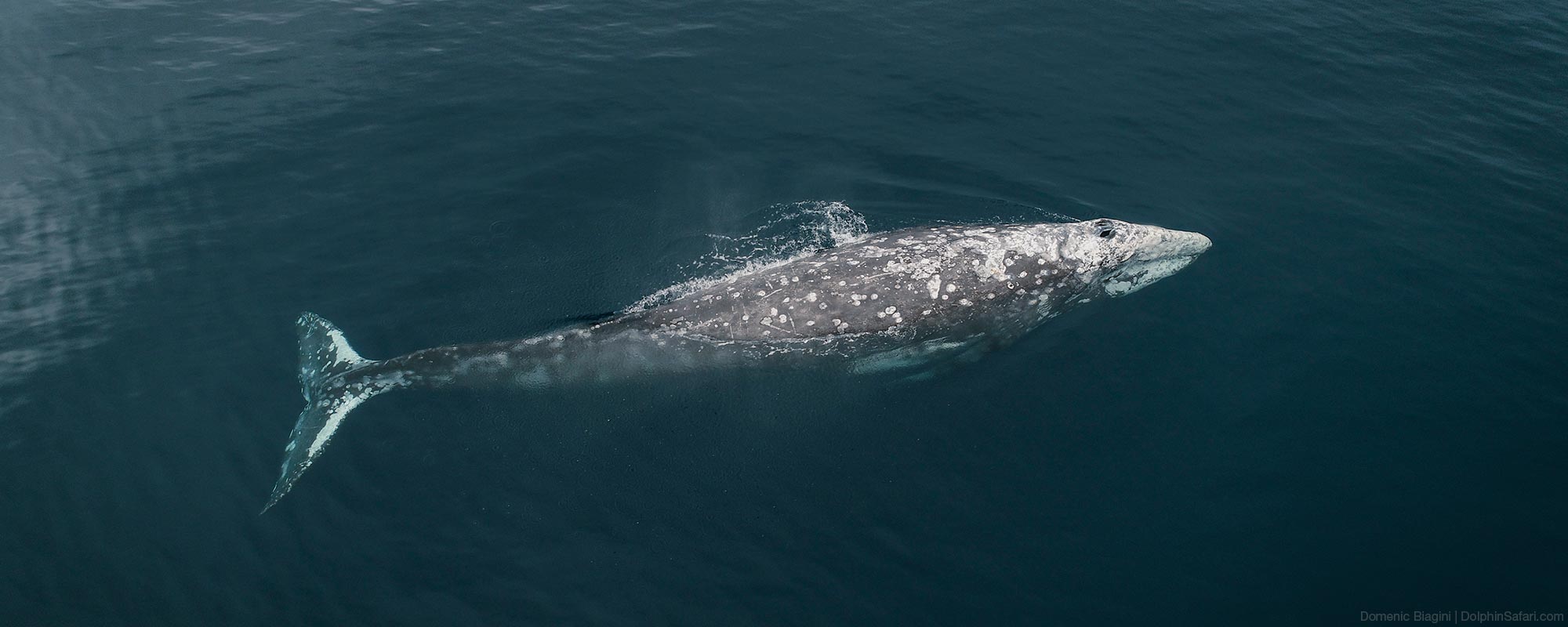 Gray Whale Overhead View