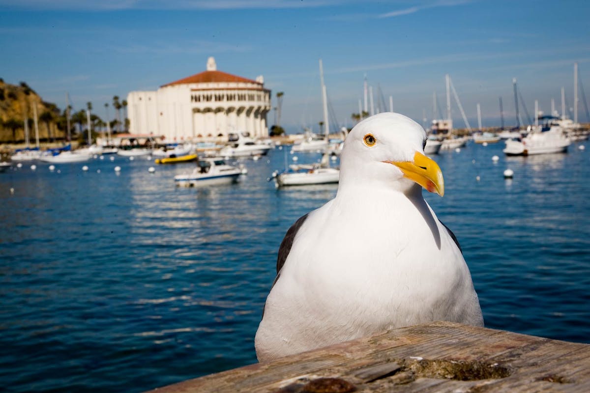 Catalina Island Cruise | Capt. Dave’s | Book Your Cruise