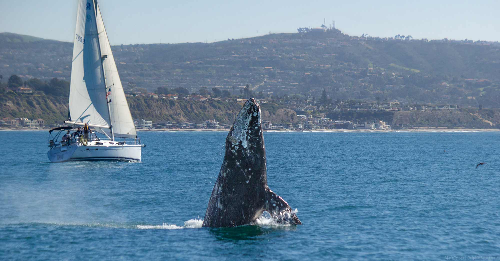 Where Can I See Whales in California? | Whale Season California