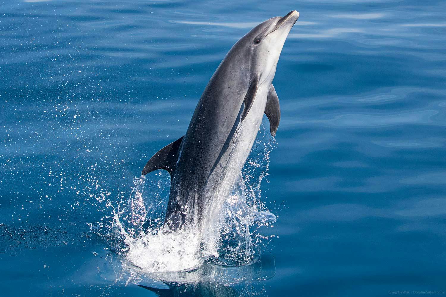  Delfin butlonose wyskakuje ze szklistych mórz
