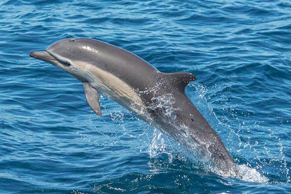 Common Dolphins &amp; Dolphin Stampede | Capt. Dave&#39;s Whale Watching