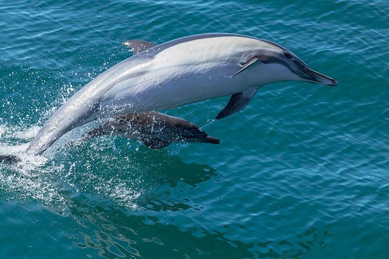 Common dolphin leaps in the air while just below a calf jumps