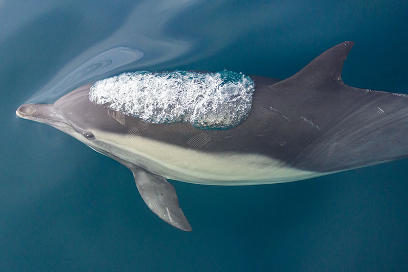 Bow riding common dolphin looks at photographer from underwater