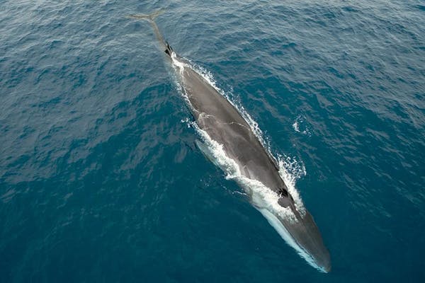 Huge groups of fin whales sign of hope for ocean giants