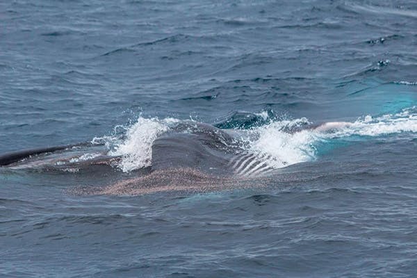 Huge groups of fin whales sign of hope for ocean giants