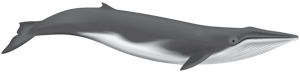 Fin Whale illustration