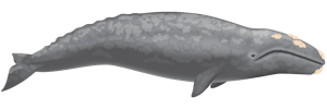 Gray Whale illustration