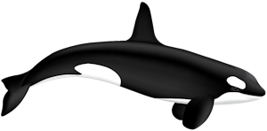 Killer Whale illustration