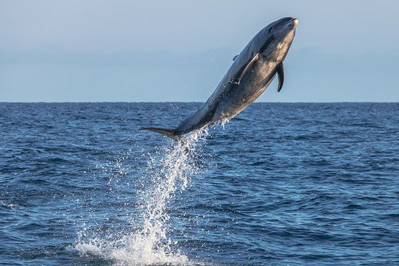 Wild bottlenose dolphin leaps high into the air