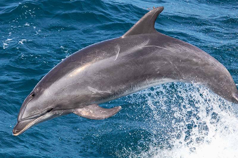 Wild Jumping bottlenose dolphin