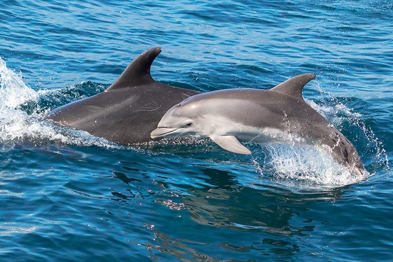luonnonvaraiset pullonokkadelfiinien emo ja poikanen