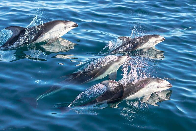 Four wild Pacific white-sided dolphins surface off the coast of Dana Point, California