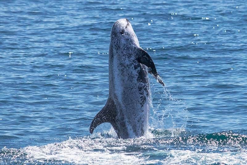 Wild Risso's dolphin jumping straight up in the air near Dana Point, California