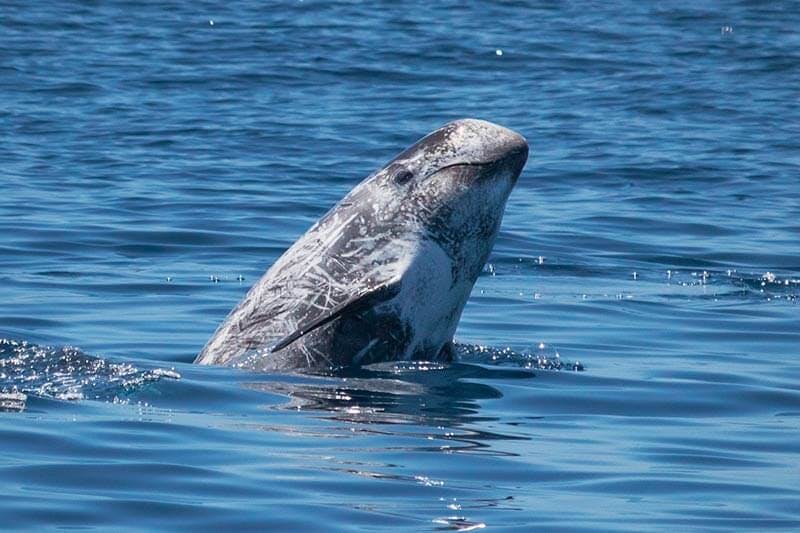 Wild Risso's dolphin spy-hops near Dana Point, California